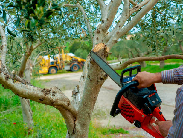 Emergency Storm Tree Removal in Van Buren, AR